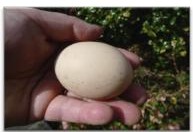 Henrietta's egg