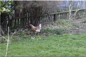 Henrietta the chicken in the yard