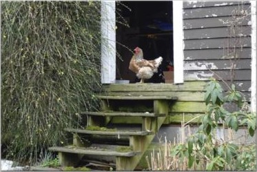 Henrietta on the potting shed steps