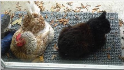 Henrietta and Ink on the mat