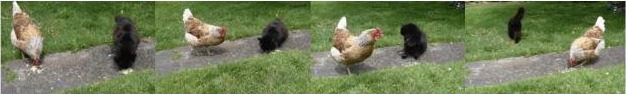 Henrietta and Ink walking together, four frames