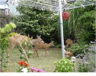Deer in the garden