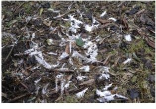 A mass of white feathers
