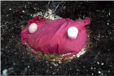 Henrietta wrapped in pink silk