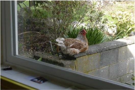 Henrietta looking into the kitchen window