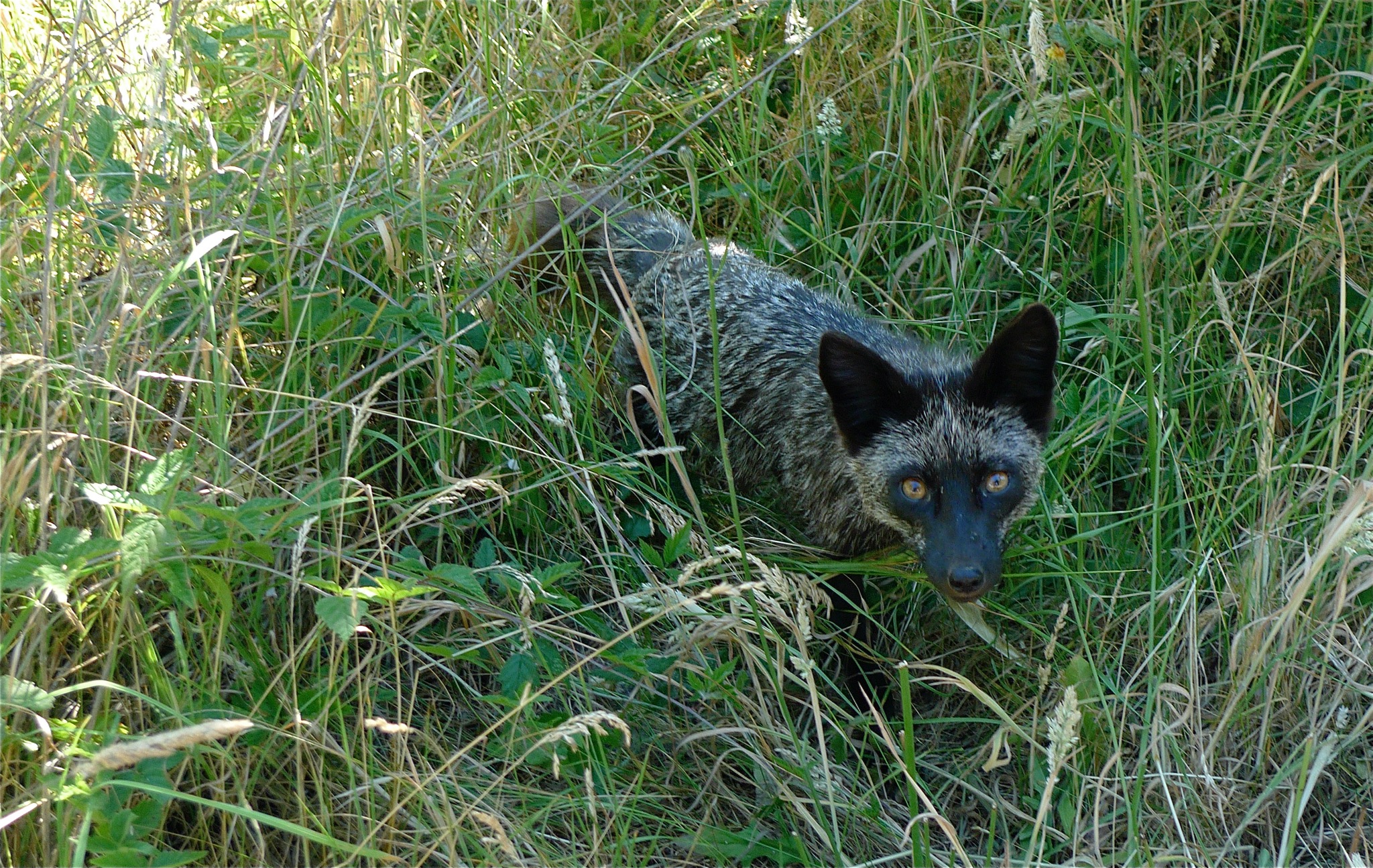 Silver fox crouched in tall summer grass, amber eyes looking straight up at the camera