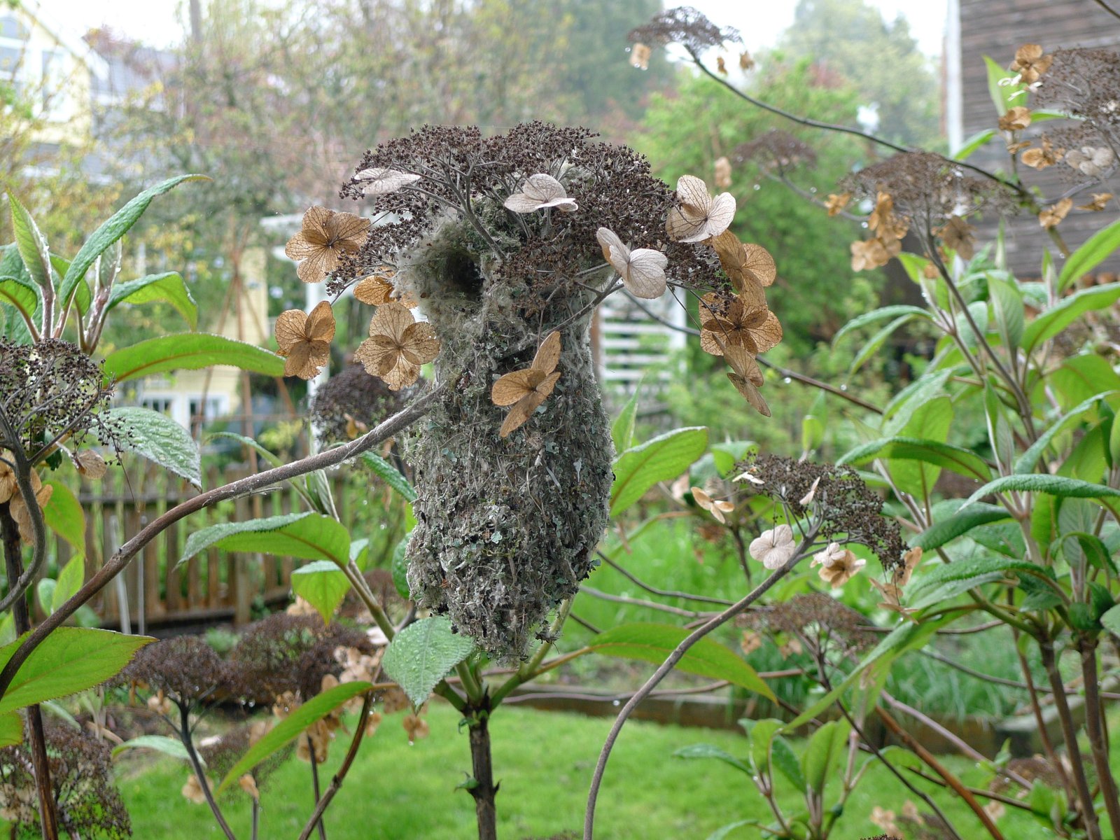 Mossy hanging bushtit nest among spent hydrangea blooms in a foggy garden
