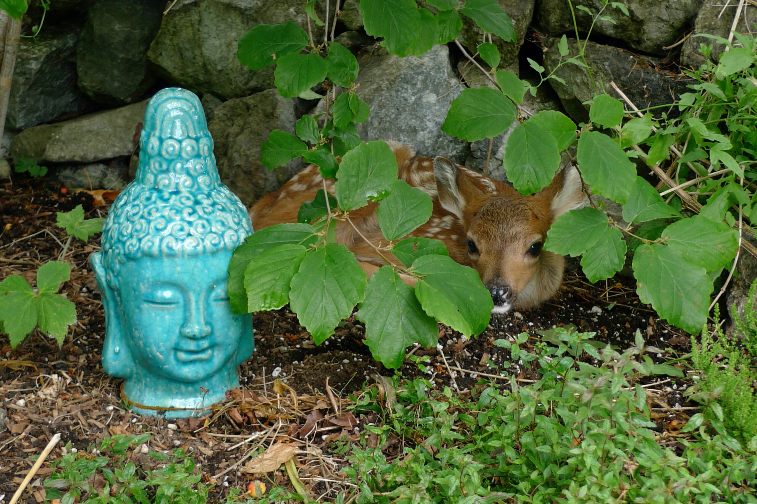 A spotted fawn curled in the undergrowth beside a turquoise ceramic Buddha head, half hidden behind green leaves