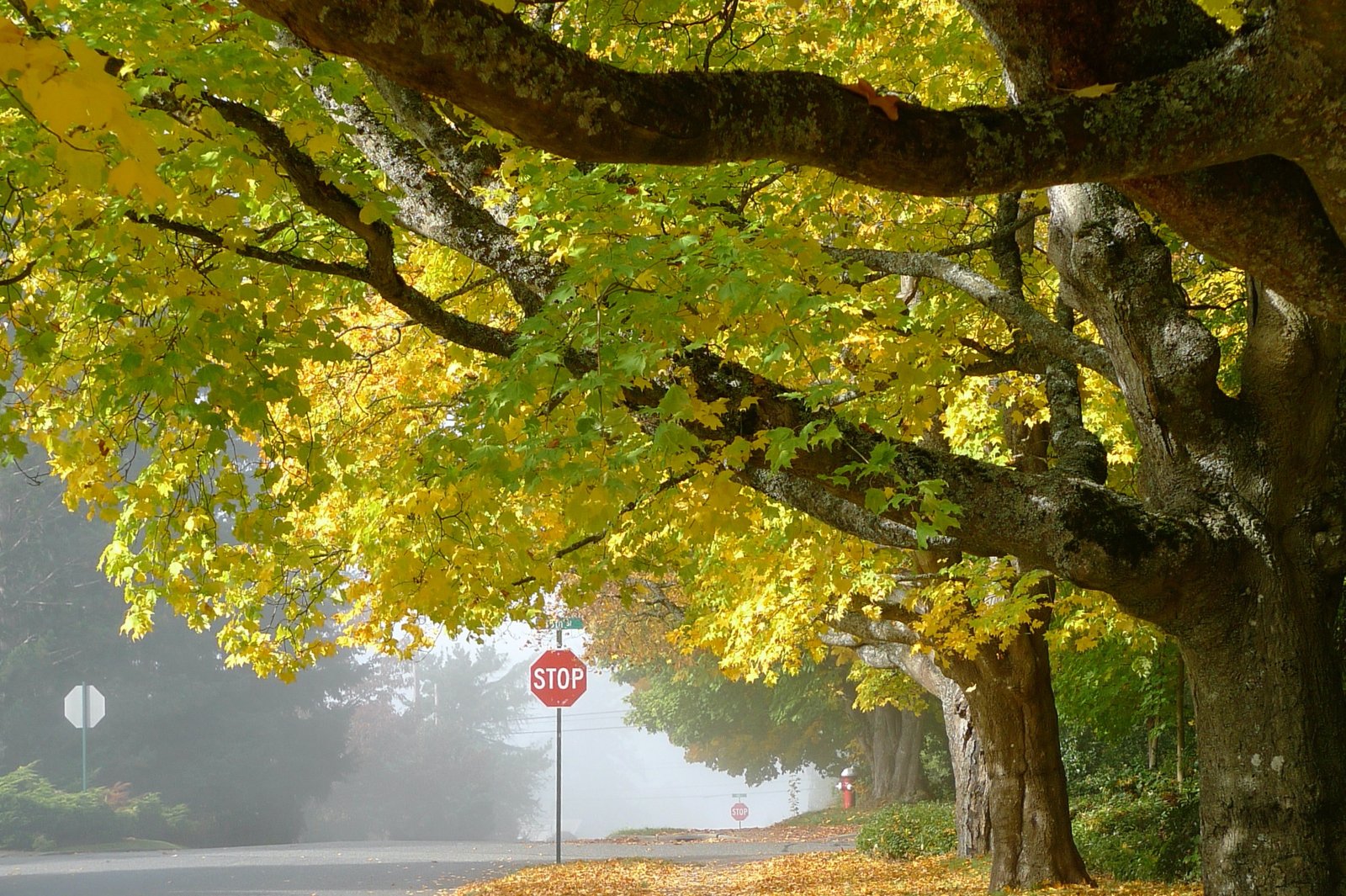 Fog on a residential street beneath a large maple, red stop sign glowing through the mist