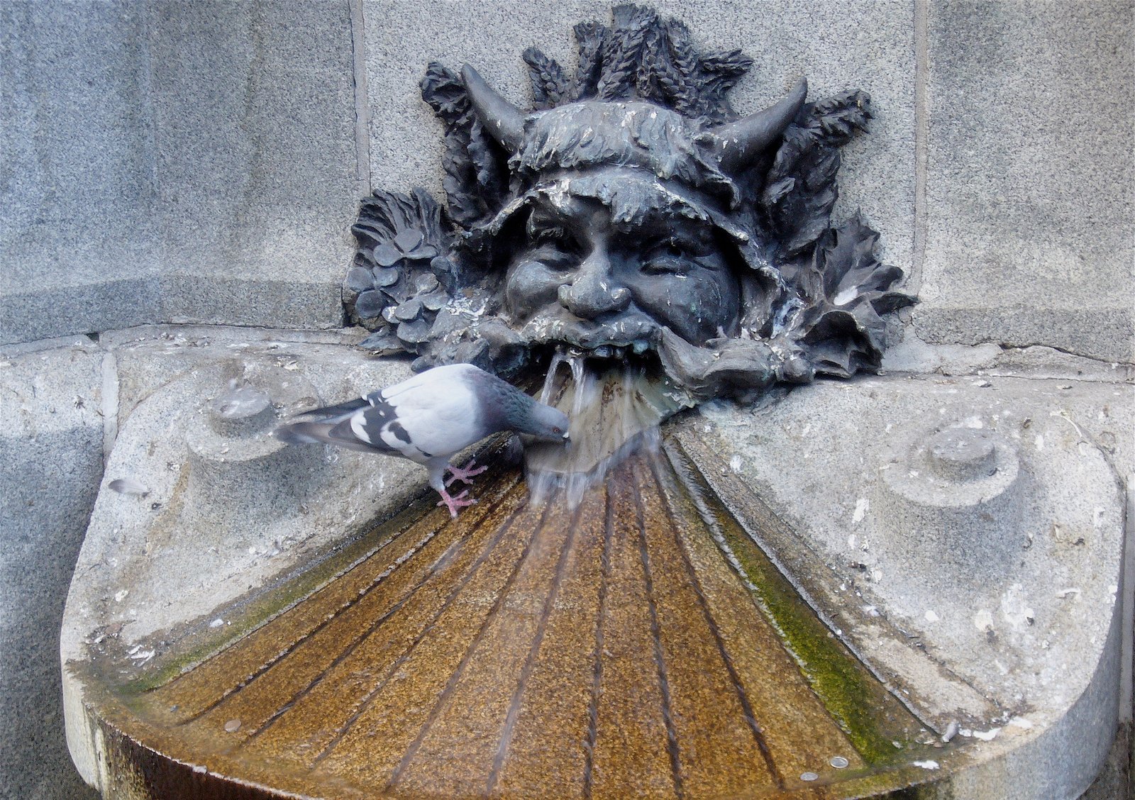 Carved stone green-man fountain with a pigeon drinking from the water at its mouth