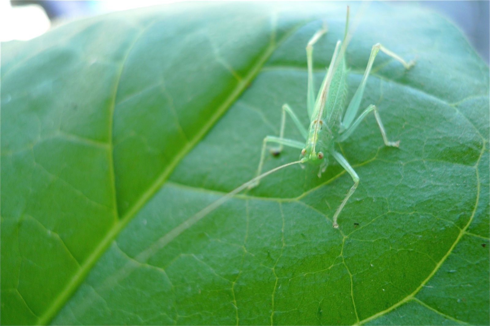 Green katydid resting on a broad green leaf, nearly invisible against it