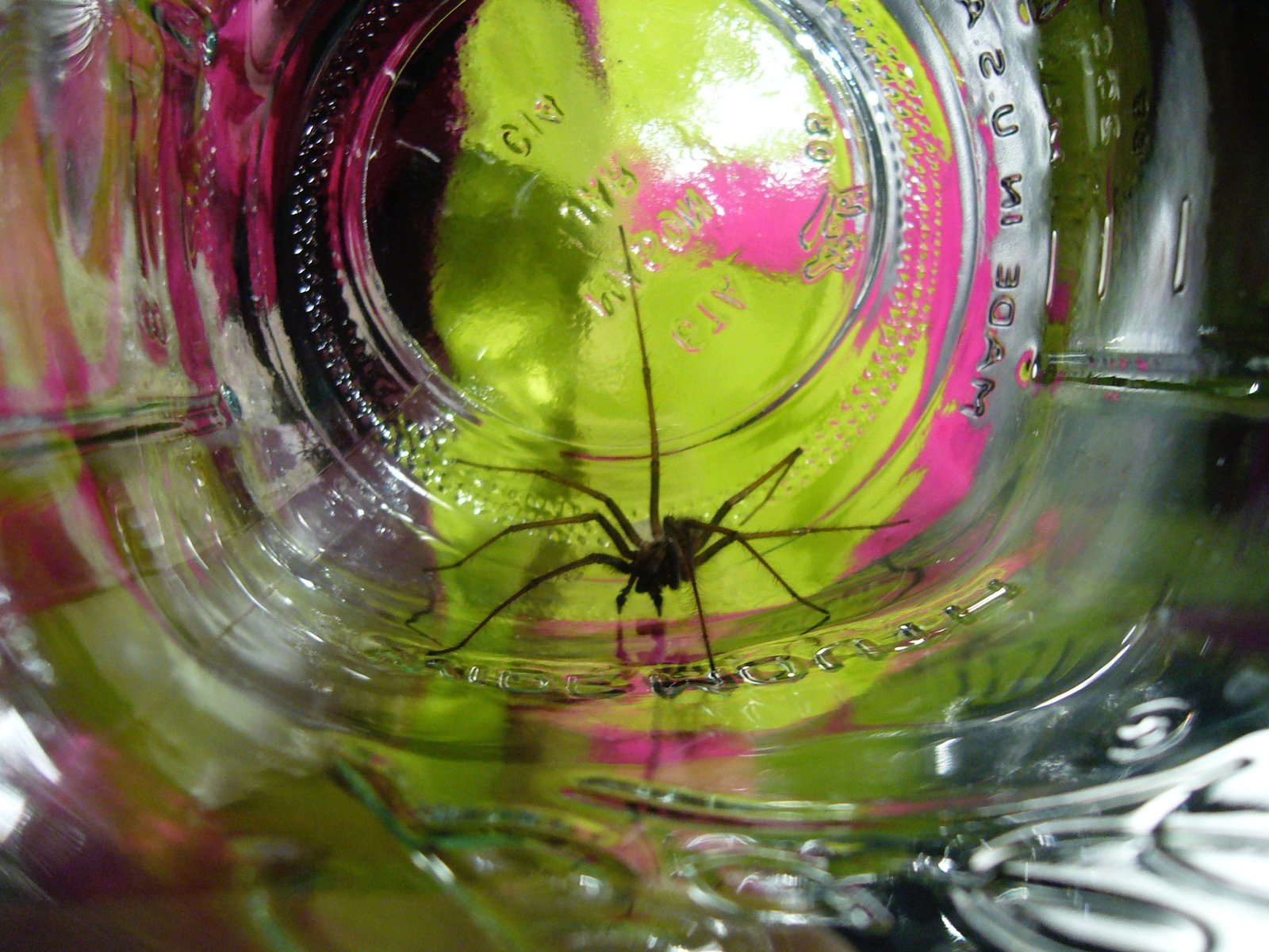Long-legged spider inside a vintage glass canning jar, pink and green reflections in the glass