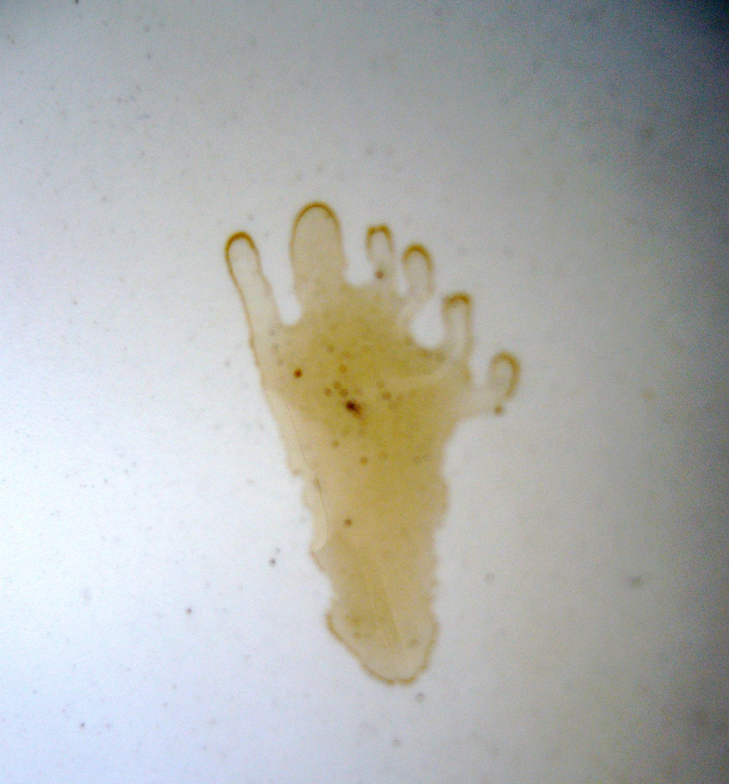 A single wet bare footprint on a pale surface