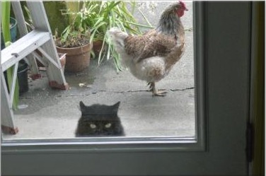 Henrietta and Ink at the door