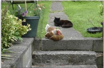 Henrietta and Ink on the steps